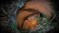 小窝中安睡的欧亚红松鼠，苏格兰高地 (© Neil Anderson/Minden Pictures)