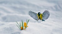 黄番红花和翩翩起舞的大山雀 (© Nataba/Getty Images)