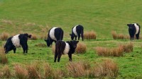 黑白相间的腰带盖洛韦牛，苏格兰 (© JohnFScott/Getty Images)
