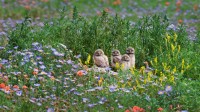 花丛中的小穴鸮们，美国科罗拉多州 (© Roberta Olenick/Alamy)