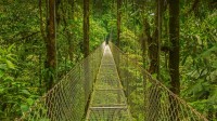蒙特维德云雾森林中的吊桥，哥斯达黎加 (© Dmitriy Burlakov/Getty Images)