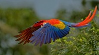 展开双翅的绯红金刚鹦鹉，哥斯达黎加 (© Harry Collins/Getty Images)
