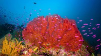 马罗沃泻湖中的珊瑚礁，所罗门群岛 (© WaterFrame/Alamy)
