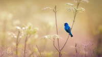 奥杜邦中心的一只靛蓝彩鹀，美国宾夕法尼亚州 (© Vicki Jauron/Getty Images)