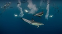 正在狩猎太平洋沙丁鱼的长吻真海豚和南非鲣鸟，南非东开普省 (© Pete Oxford/Minden Pictures)