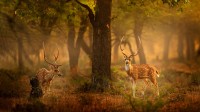 斑鹿，滕波尔国家公园，印度 (© Ondrej Prosicky/Shutterstock)