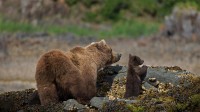 卡特迈国家公园和保护区的棕熊妈妈和幼崽，阿拉斯加 (© Suzi Eszterhas/Minden Pictures)