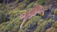 百内国家公园中的一头美洲狮，智利巴塔哥尼亚 (© Ingo Arndt/Minden Pictures)