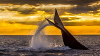 在新湾潜水的南露脊鲸，阿根廷瓦尔德斯半岛 (© Gabriel Rojo/Minden Pictures)