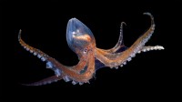 佛得角附近大西洋中的玻璃章鱼 (© Solvin Zankl/Minden Pictures)
