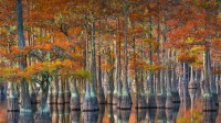 秋季的落羽杉，美国佐治亚州 (© Chris Moore/Tandem Stills + Motion)