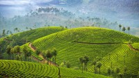 慕纳尔的茶园，印度喀拉拉邦 (© Mazur Travel/Shutterstock)