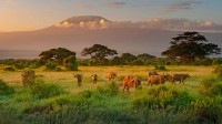 乞力马扎罗山和非洲水牛，肯尼亚 (© RealityImages/Shutterstock)
