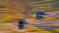 北美水獭在阿卡迪亚国家公园游泳，美国 (© George Sanker/Minden Pictures)