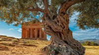 意大利西西里岛康科迪亚神庙前的一棵橄榄树 (© Alfio Finocchiaro/Shutterstock)