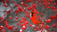 栖息在北美冬青上的北美红雀，美国伊利诺伊州 (© Richard and Susan Day/Danita Delimont)