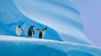 南极洲的巴布亚企鹅 (© Nature Picture Library/Alamy)