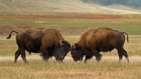 南达科他州风洞国家公园的水牛 (© Charlie Summers/Minden Pictures)