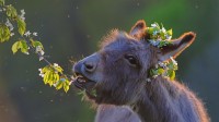 吃樱桃树枝的毛驴 (© Juniors Bildarchiv GmbH/Alamy)