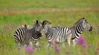 南非自然保护区的斑马 (© Richard Du Toit/Minden Pictures)
