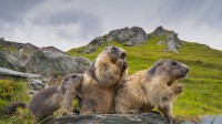 高地陶恩国家公园内的高山土拨鼠，奥地利 (© Michaela Walch/Alamy)