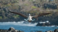 一对蓝脚鲣鸟，加拉帕戈斯群岛，厄瓜多尔 (© Tui De Roy/Minden Pictures)