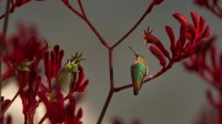 栖息在红袋鼠爪枝干上的艾氏煌蜂鸟 (© GypsyPictureShow/Shutterstock)