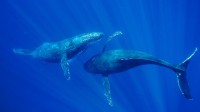 毛伊岛附近的座头鲸，美国夏威夷 (© Flip Nicklin/Minden Pictures)