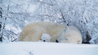 北极熊在加拿大沉睡 (© David Pike/Minden Pictures)