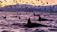 斯皮尔德拉的虎鲸，挪威 (© Alex Mustard/Minden Pictures)
