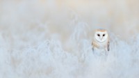 仓鸮，英格兰 (© Ondrej Prosicky/Getty Images)