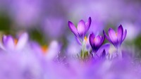 紫番红花 (© Raimund Linke/Getty Images)