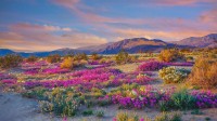 安沙波利哥沙漠州立公园的野花，加利福尼亚州，美国 (© Ron and Patty Thomas/Getty Images)