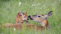 白尾鹿母鹿和刚出生的小鹿，美国蒙大拿州 (© Donald M. Jones/Minden Pictures)