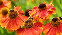 谢菲尔德的欧洲蜜蜂, 英格兰 (© Deborah Vernon/Alamy)