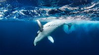 座头鲸 (© Philip Thurston/Getty Images)