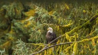 秃鹰，通加斯国家森林，阿拉斯加，美国 (© Jaynes Gallery/Shutterstock)
