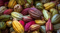 安班加的可可豆荚，马达加斯加 (© pierivb/Getty Images)