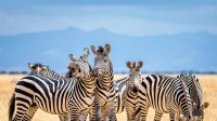 斑马，塔兰吉雷国家公园，坦桑尼亚 (© cinoby/Getty Images)