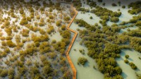 朱拜勒红树林公园，阿布扎比，阿拉伯联合酋长国 (© Amazing Aerial Premium/Shutterstock)