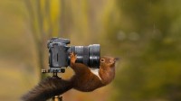 看着相机镜头的松鼠 (© Alfredo Piedrafita/Getty Images)