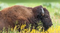 美洲野牛，大提顿国家公园，怀俄明州 (© Enrique Aguirre Aves/Getty Images)