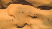 沙漠中的骆驼，阿拉伯联合酋长国 (© Amazing Aerial Premium/Shutterstock)