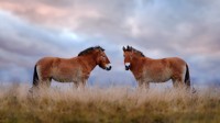 普氏野马，哈斯台国家公园，蒙古国 (© Ondrej Prosicky/Shutterstock)