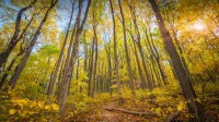 仙纳度国家公园的秋色，弗吉尼亚州 (© Michael Ver Sprill/Getty Images)