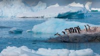 巴布亚企鹅，南极洲 (© Art Wolfe/Getty Images)
