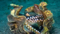 巨型蛤壳中的条纹蛸，苏拉威西海，印度尼西亚 (© Alex Mustard/Minden Pictures)
