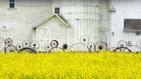 帕卢斯地区的老谷仓和油菜田，爱达荷州，美国 (© Terry Eggers/Getty Images)