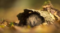 躲在树皮中欧洲刺猬，苏塞克斯，英国 (© Jules Cox/Minden Pictures)