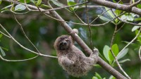 俾格米三趾树懒宝宝，埃斯库多贝拉瓜斯岛，巴拿马 (© Suzi Eszterhas/Minden Pictures)
